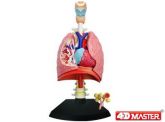 Sistema Respiratório
