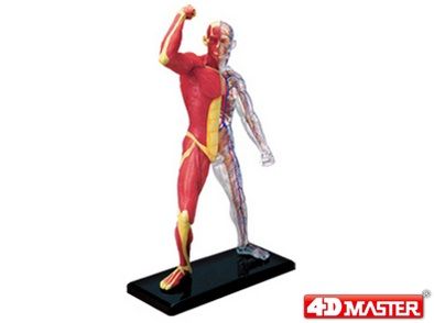 Musculatura e Esqueleto